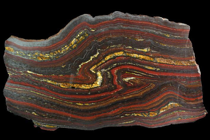 Polished Tiger Iron Stromatolite - ( Billion Years) #92973